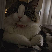 Princess is registered to the contest to win money with this photo: cat, fluffy, black_and_white, pet, indoor, curtains, furniture, relaxed, animal, fur, whiskers, closeup, resting, domestic, mammal, bed, soft, quiet, shadow, peaceful