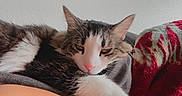 Princess joined the competition — help win amazing prizes! animal, blanket, brown_fur, cat, closeup, comfortable, ears, feline, fur, home, indoor, pet, pink_nose, relaxed, resting, sleepy, soft, tabby, whiskers, white_fur