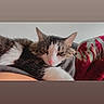 animal, blanket, brown_fur, cat, closeup, comfortable, ears, feline, fur, home, indoor, pet, pink_nose, relaxed, resting, sleepy, soft, tabby, whiskers, white_fur