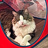 Princess is registered to the contest to win money with this photo: animal, blue, cat, cute, domestic_cat, ears, eyes, fluffy_cat, fur, indoor, paws, pet, play_tent, red, relaxed, resting, spiderman, toy, whiskers, wooden_floor