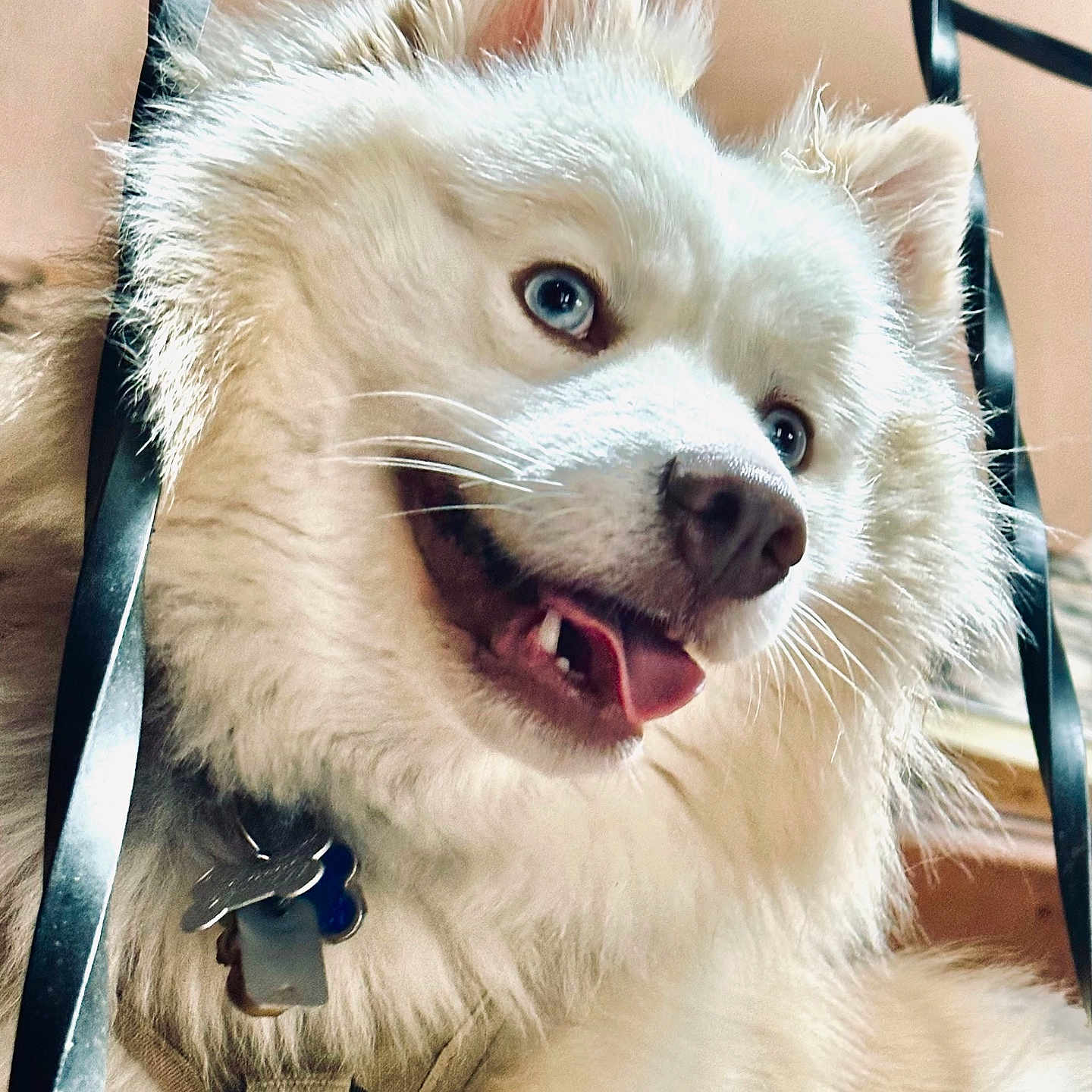 Stormy joined the competition — help win amazing prizes! animal, blue_eyes, canine, close_up, collar, cute, dog, ears, fluffy, happy, indoor, metal_bars, muzzle, pet, playful, portrait, tags, tongue_out, whiskers, white_fur