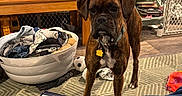 Tonks joined the competition — help win amazing prizes! dog, boxer, living_room, toy, laundry_basket, blanket, rug, furniture, storage_bins, floor, indoor, pet, curious, clutter, home, collar, ball, wooden_table, plastic_gate, basket