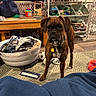 dog, boxer, living_room, toy, laundry_basket, blanket, rug, furniture, storage_bins, floor, indoor, pet, curious, clutter, home, collar, ball, wooden_table, plastic_gate, basket