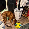 Tonks is registered to the contest to win money with this photo: dog, brindle_coat, interactive_feeder, floor, laundry_basket, clothing, shoe_rack, boots, indoor, pet_bed, curious, collar, wooden_floor, home_interior, pet_feeding, casual, furniture, coat, domestic_animal, pet