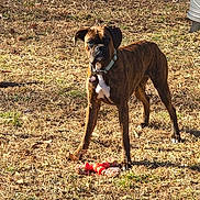 Tonks is registered to the contest to win money with this photo: dog, boxer, brindle, animal, pet, outdoor, grass, toy, play, sunlight, shadow, canine, collar, brown, standing, alert, nature, yard, daytime, field