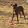 dog, boxer, brindle, animal, pet, outdoor, grass, toy, play, sunlight, shadow, canine, collar, brown, standing, alert, nature, yard, daytime, field