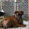 Tonks joined the competition — help win amazing prizes! dog, boxer, brindle, pet_bed, dog_bed, toy, ball, plush_toy, baby_gate, shelf, books, dvds, indoor, resting, sleeping, collar, furniture, home, cozy, relaxed