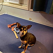 Asher joined the competition — help win amazing prizes! dog, chihuahua, pet, indoor, blue_bed, toy, chew_toy, small_dog, curious, attentive, window, curtain, room, furniture, animal, cute, sitting, floor, domestic, companion