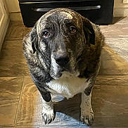Nova is registered to the contest to win money with this photo: dog, brindle_coat, indoor, kitchen, floor, tiled_floor, pet, animal, looking_up, waiting, canine, mammal, fur, ears, eyes, snout, paws, home, appliance, cabinet