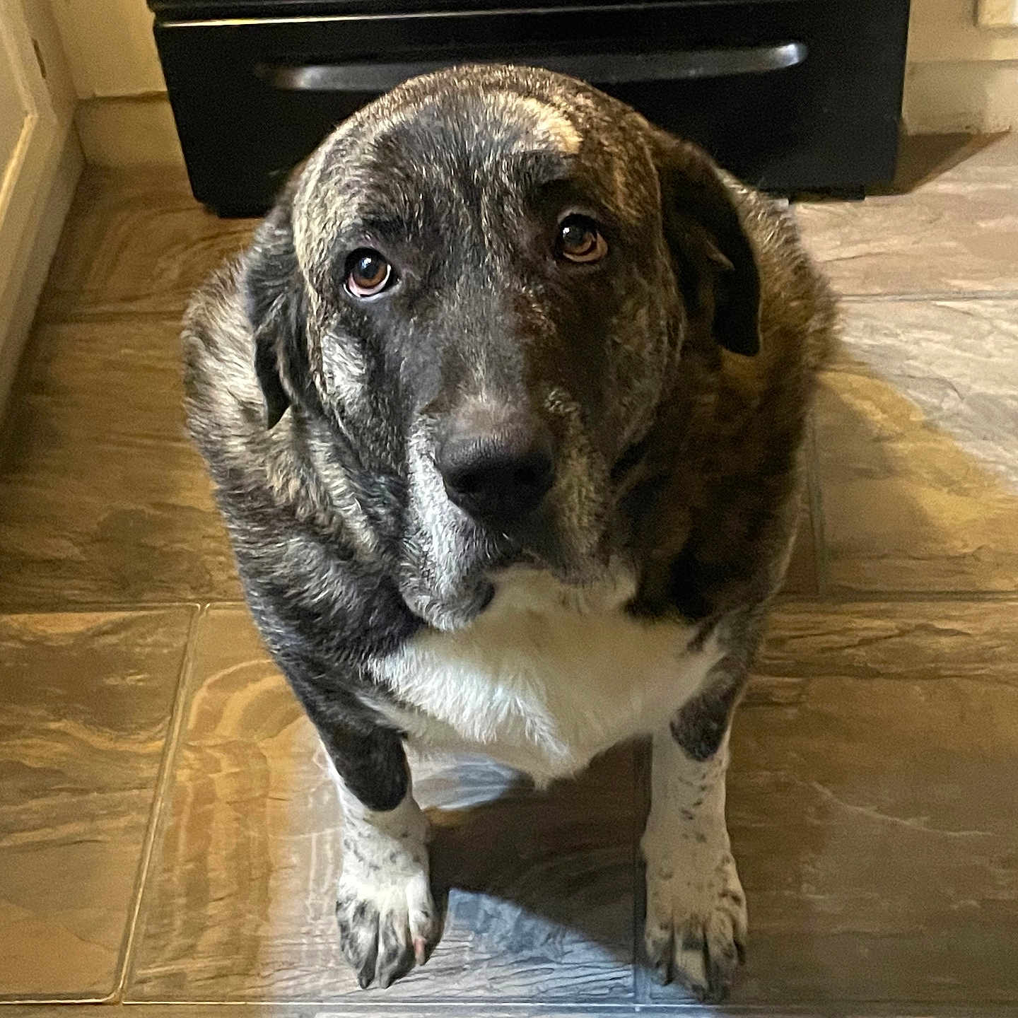 Nova is registered to the contest to win money with this photo: animal, appliance, brindle_coat, cabinet, canine, dog, ears, eyes, floor, fur, home, indoor, kitchen, looking_up, mammal, paws, pet, snout, tiled_floor, waiting