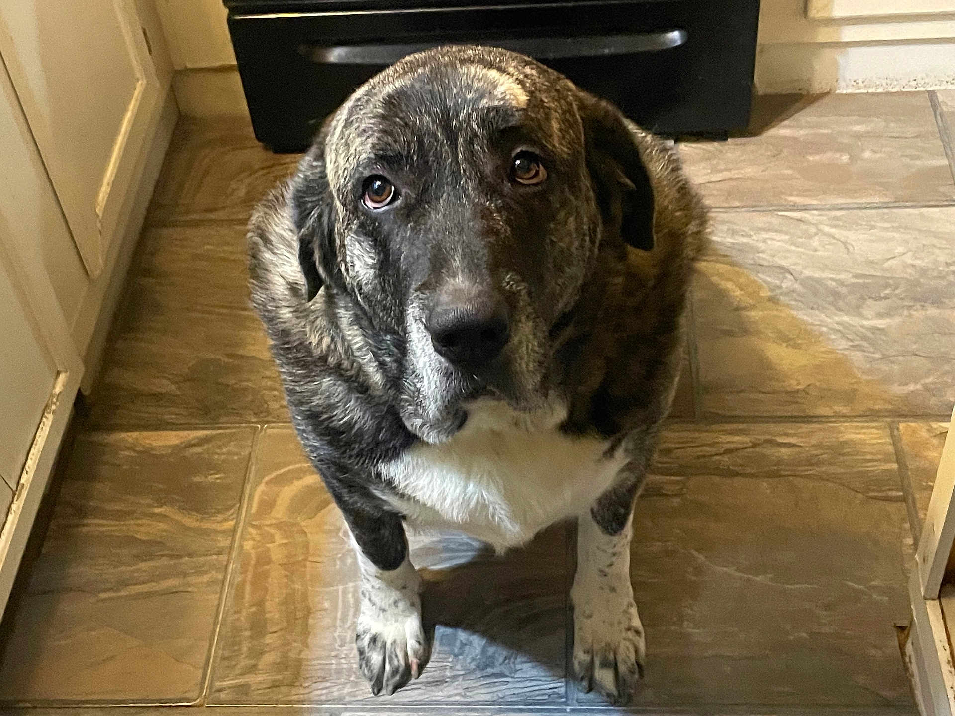 Nova is registered to the contest to win money with this photo: dog, brindle_coat, indoor, kitchen, floor, tiled_floor, pet, animal, looking_up, waiting, canine, mammal, fur, ears, eyes, snout, paws, home, appliance, cabinet
