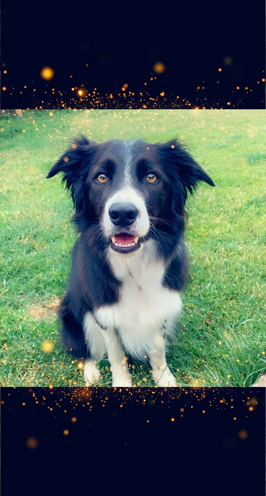Joke participe au concours pour gagner de l'argent avec cette photo : australian_collie, ball, border_collie, canidae, carnivore, companion_dog, darkness, dog, dog_breed, flash_photography, fur, grass, happy, herding_dog, rectangle, snout, sporting_group, whiskers, working_dog