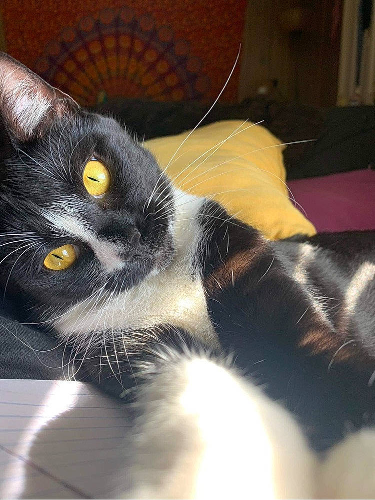 Tacha joined the competition — help win amazing prizes! carnivore, cat, claw, cloud, comfort, domestic_short_haired_cat, ear, felidae, fur, head, mammal, paw, small_to_medium_sized_cats, snout, square, tail, whiskers, window