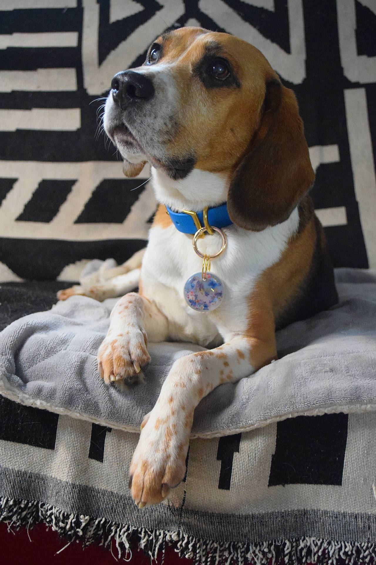 Jasmine a rejoint le concours — aidez-le/la à gagner de superbes lots ! accessories, animal, beagle, blanket, boxer, bulldog, canine, collar, couch, cushion, dog, furniture, homedecor, hound, labradorretriever, linen, pet, puppy, snout, strap