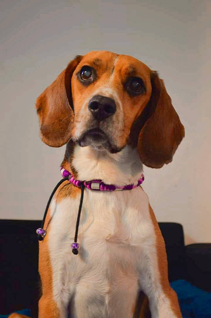 Jasmine participe au concours pour gagner de l'argent avec cette photo : beagle, beaglier, canidae, carnivore, collar, companion_dog, dog, dog_breed, dog_collar, fawn, head, hound, hunting_dog, pet_supply, scent_hound, snout, sporting_group, whiskers, working_animal