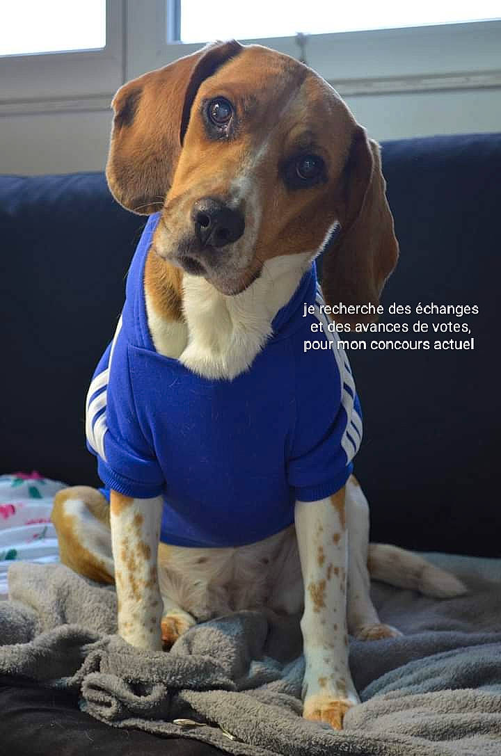 Jasmine participe au concours pour gagner de l'argent avec cette photo : canidae, carnivore, collar, companion_dog, couch, dog, dog_breed, dog_clothes, dog_supply, fawn, fur, hound, paw, pet_supply, scent_hound, snout, sporting_group, toy, whiskers, working_animal
