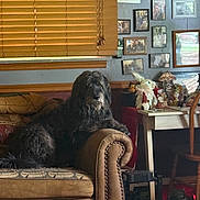 Rocky joined the competition — help win amazing prizes! dog, couch, living_room, window_blinds, framed_photos, table, figurine, rabbit_figurine, decor, lamp, chair, blanket, cozy, wooden_blinds, home_interior, pet, furniture, curtains, animal, floor