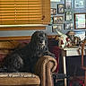 dog, couch, living_room, window_blinds, framed_photos, table, figurine, rabbit_figurine, decor, lamp, chair, blanket, cozy, wooden_blinds, home_interior, pet, furniture, curtains, animal, floor