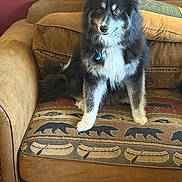Bear is registered to the contest to win money with this photo: dog, couch, indoor, pet, furniture, brown, black_and_white, fluffy, collar, tag, pattern, bear_motif, canoe_motif, sitting, looking, animal, cute, household, domestic, comfortable