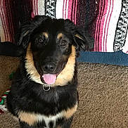 Billy joined the competition — help win amazing prizes! dog, puppy, black_and_tan, tongue_out, carpet, toy, rope_toy, indoor, pet, animal, cute, happy, smiling, floppy_ears, fur, collar, blanket, striped, background, sitting