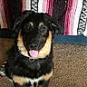 dog, puppy, black_and_tan, tongue_out, carpet, toy, rope_toy, indoor, pet, animal, cute, happy, smiling, floppy_ears, fur, collar, blanket, striped, background, sitting