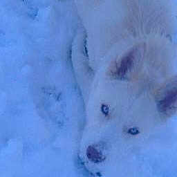 Kovu