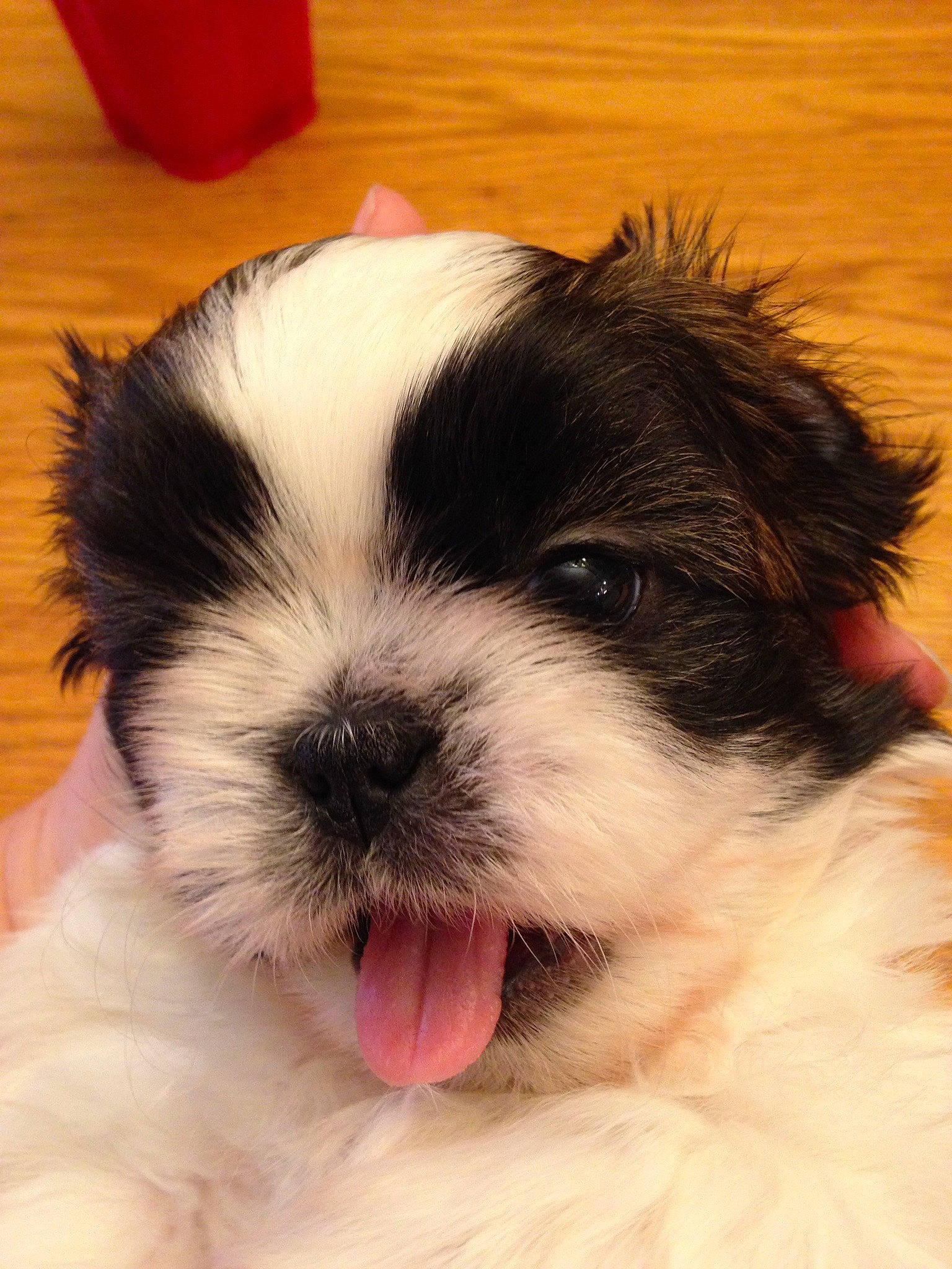 Little Richard joined the competition — help win amazing prizes! art, canidae, carnivore, companion_dog, dog, dog_breed, fur, liver, maltepoo, non_sporting_group, puppy, small_terrier, snout, sporting_group, terrestrial_animal, terrier, toy_dog, working_animal