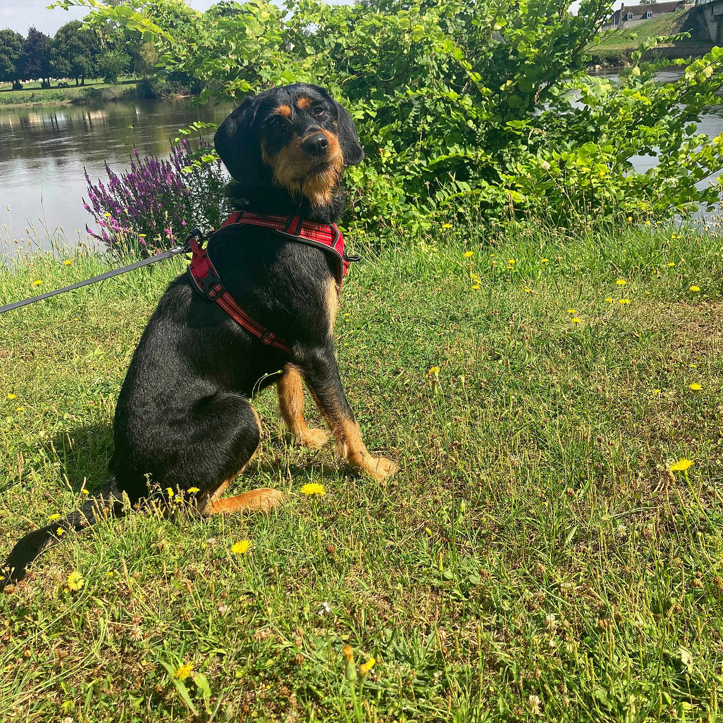 Ulma a rejoint le concours — aidez-le/la à gagner de superbes lots ! animal, canine, dog, field, grass, grassland, green, herbal, herbs, nature, outdoors, park, pet, plant, pond, puppy, summer, tree, vegetation, water