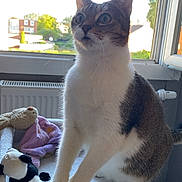 Minette a rejoint le concours — aidez-le/la à gagner de superbes lots ! cat, tabby_cat, white_cat, cat_tree, plush_toy, stuffed_animal, window, daylight, indoor, pet, animal, curious, feline, paws, fur, home, radiator, background, sunlight, relaxation