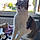 Minette