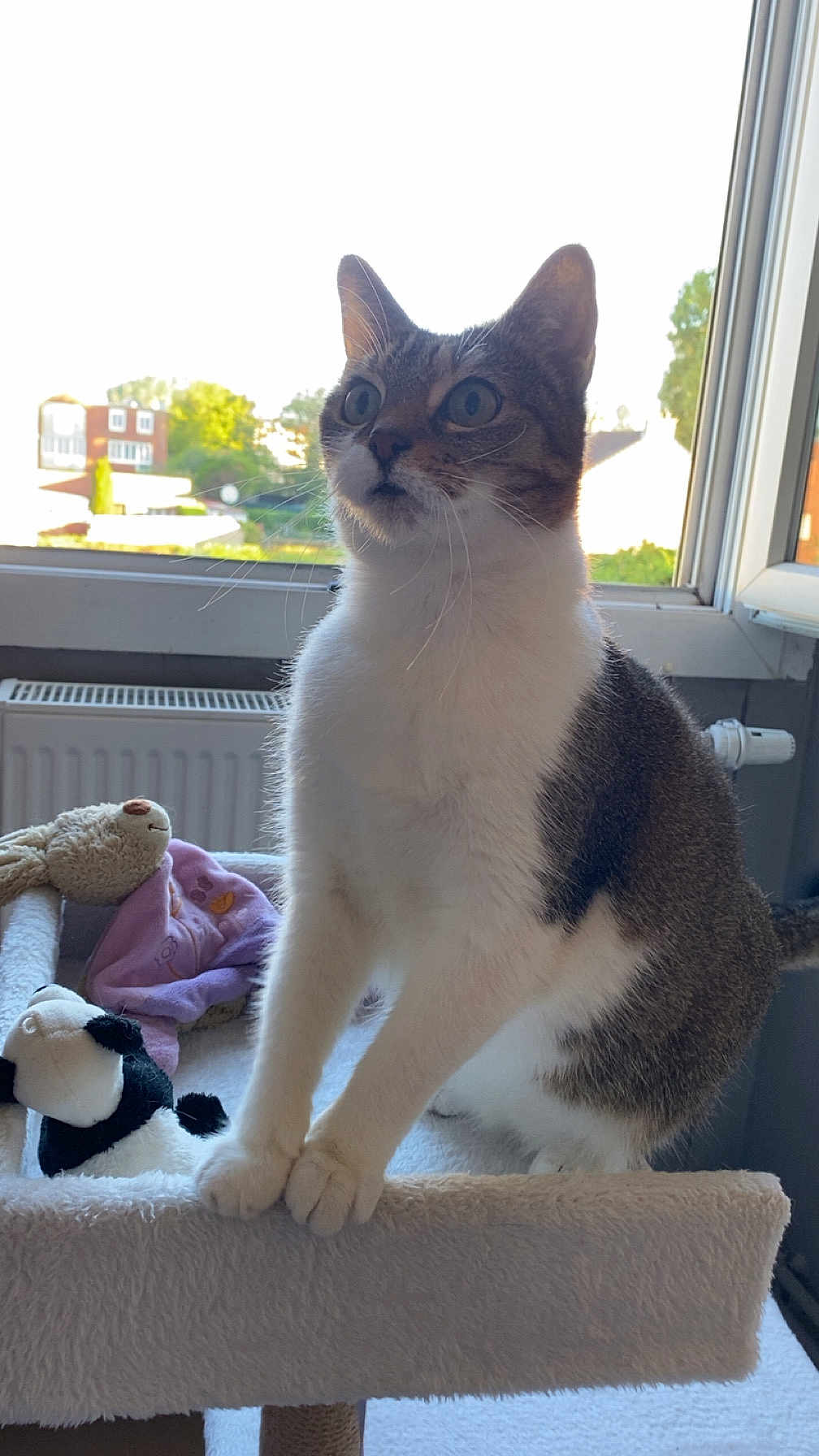 Minette a rejoint le concours — aidez-le/la à gagner de superbes lots ! cat, tabby_cat, white_cat, cat_tree, plush_toy, stuffed_animal, window, daylight, indoor, pet, animal, curious, feline, paws, fur, home, radiator, background, sunlight, relaxation