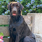Tessy a rejoint le concours — aidez-le/la à gagner de superbes lots ! dog, labrador, black_dog, bench, flowers, purple_flowers, greenery, outdoor, sunlight, nature, pet, animal, sitting, portrait, canine, garden, wooden_bench, leafy_plants, daylight, closeup