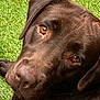Tessy a rejoint le concours — aidez-le/la à gagner de superbes lots ! dog, labrador_retriever, chocolate_labrador, pet, animal, grass, outdoor, close_up, brown_fur, canine, lying_down, looking_up, adorable, friendly, mammal, nature, domestic_animal, fur, snout, ears