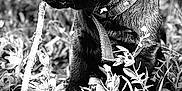 Tessy a rejoint le concours — aidez-le/la à gagner de superbes lots ! puppy, dog, black_dog, grass, plants, stick, outdoor, nature, animal, pet, collar, sitting, closeup, monochrome, black_and_white, young_dog, fur, canine, leaf, field