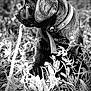 puppy, dog, black_dog, grass, plants, stick, outdoor, nature, animal, pet, collar, sitting, closeup, monochrome, black_and_white, young_dog, fur, canine, leaf, field