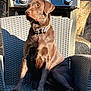 Tessy a rejoint le concours — aidez-le/la à gagner de superbes lots ! dog, labrador, chocolate_labrador, canine, pet, collar, chair, outdoor, wicker_chair, barbecue_grill, sunlight, shadow, relaxed, sitting, animal, paw, portrait, fur, summer, backyard