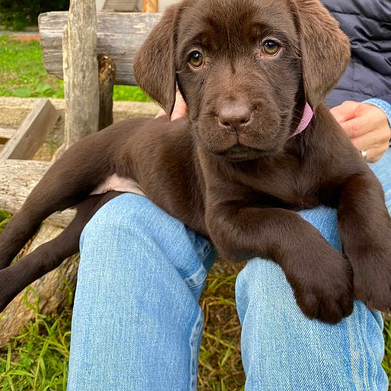 Tessy a rejoint le concours — aidez-le/la à gagner de superbes lots ! animal, bench, brown, chocolate_labrador, closeup, cute, dog, floppy_ears, fur, grass, jacket, jeans, labrador, lap, looking, outdoor, person, pet, puppy, resting