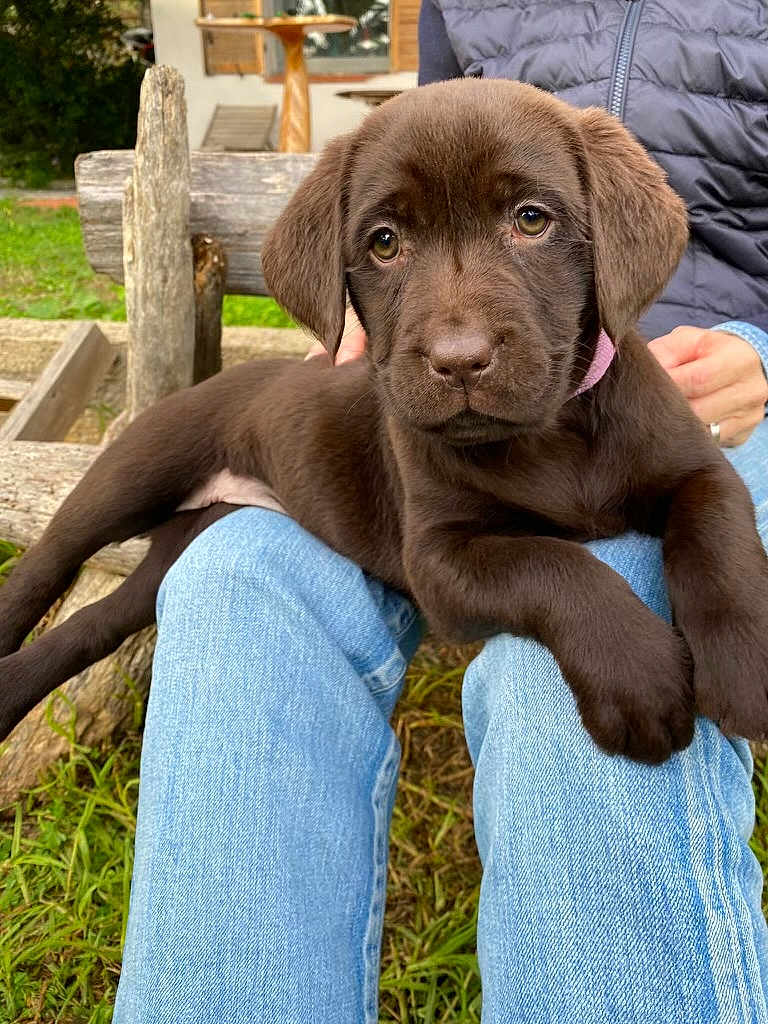 Tessy a rejoint le concours — aidez-le/la à gagner de superbes lots ! puppy, dog, labrador, chocolate_labrador, outdoor, grass, bench, person, jeans, jacket, pet, animal, cute, floppy_ears, fur, lap, resting, closeup, brown, looking