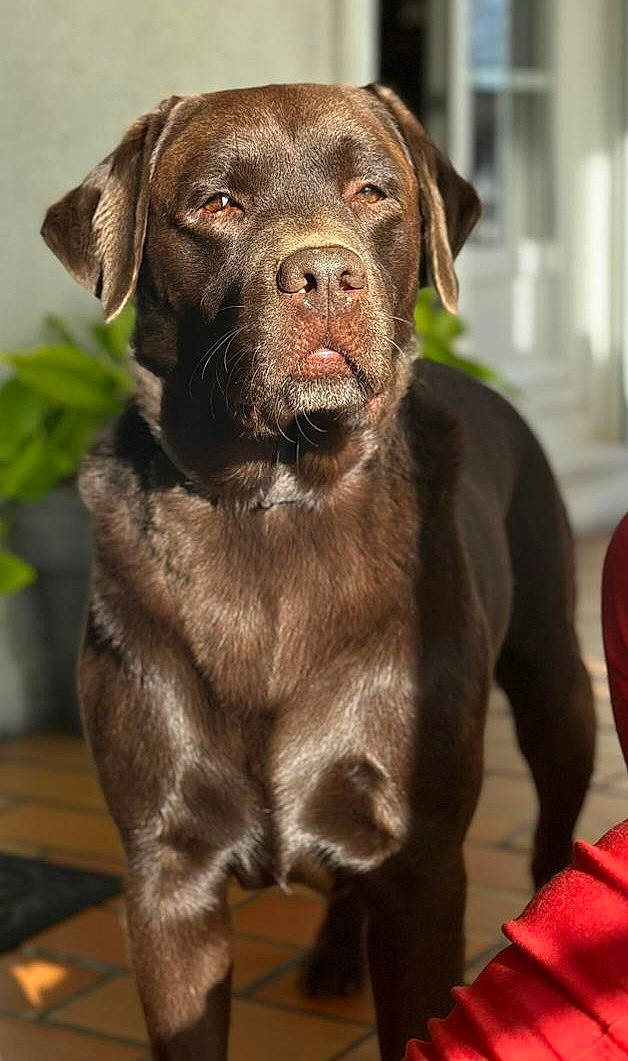 Opium a rejoint le concours — aidez-le/la à gagner de superbes lots ! borador, canidae, carnivore, collar, companion_dog, dog, dog_breed, dog_collar, fur, gun_dog, hunting_dog, leash, liver, non_sporting_group, pet_supply, snout, sporting_group, terrestrial_animal, whiskers, working_animal