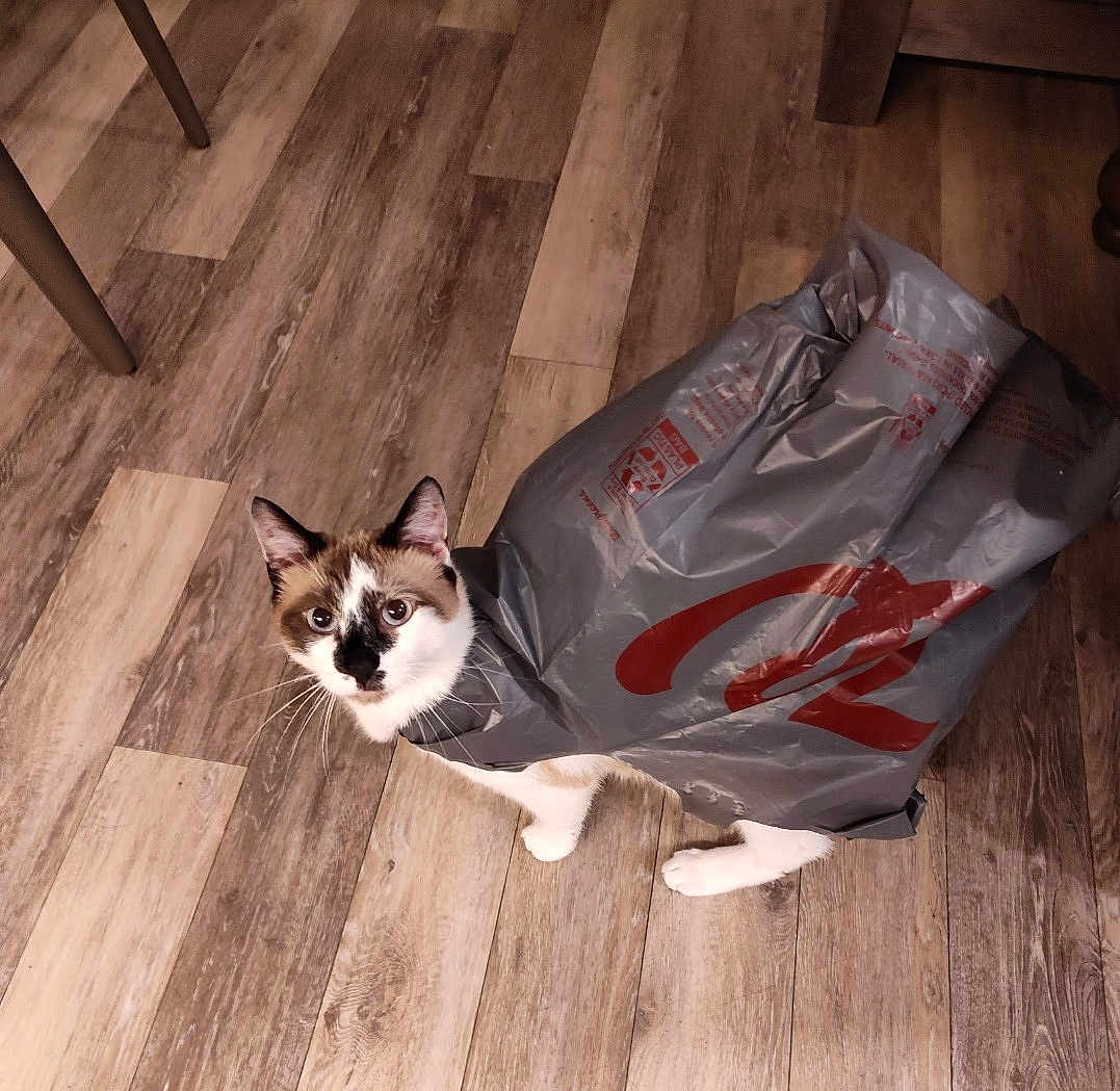 Neko
