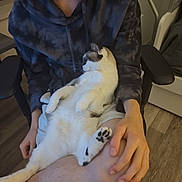 Neko is registered to the contest to win money with this photo: person, cat, indoor, sitting, hoodie, lap, relaxed, pet, animal, feline, human_hand, wooden_floor, chair, casual_clothing, comfort, domestic, home, resting, black_and_white_cat, cozy