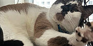 Neko joined the competition — help win amazing prizes! cat, stretching, paw, fur, white, brown, black, desk, cables, wooden_surface, indoor, pet, relaxed, closeup, feline, animal, whiskers, collar, playful, cozy