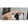 Neko is registered to the contest to win money with this photo: cat, close_up, face, hand, indoor, blurred_background, animal, pet, funny_expression, white, brown, black, whiskers, nose, eyes, portrait, feline, cute, domestic_animal, touch