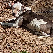 Blue joined the competition — help win amazing prizes! dog, animal, outdoor, sunlight, earth, leaves, chain, shoe, resting, black_and_white, pet, canine, grass, nature, fur, collar, relaxed, watchful, daylight, ground