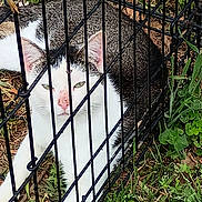 Bootsie joined the competition — help win amazing prizes! cat, fence, grass, outdoor, animal, pet, white_fur, grey_fur, green_eyes, nature, relaxed, lying_down, metal_bars, ground, leaves, closeup, daylight, domestic_cat, mammal, quiet