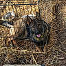 dog, german_shepherd, cage, outdoor, straw, metal, animal, pet, tongue_out, can, ground, nature, leaf, sunlight, wire, collar, resting, fence, brown, black
