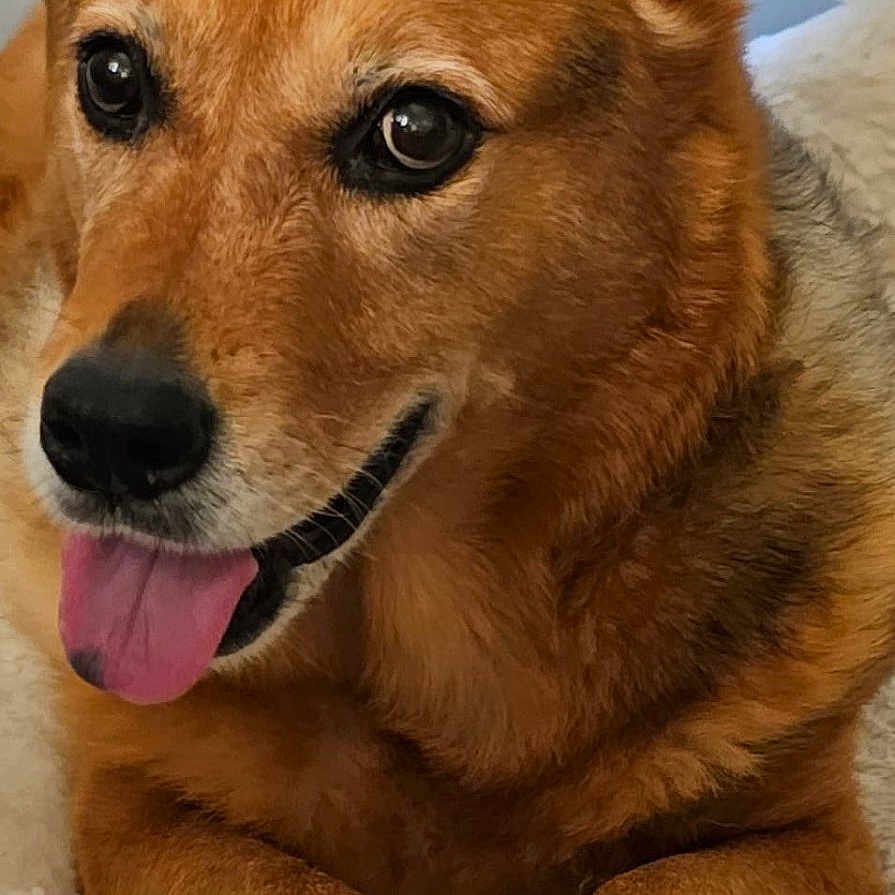 Sassy joined the competition — help win amazing prizes! animal, bodypart, canine, coyote, dog, germanshepherd, goldenretriever, hound, husky, mouth, pet, policedog, puppy, racket, redwolf, snout, sport, tennis, tennisracket, wolf