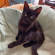 Abby participe au concours pour gagner de l'argent avec cette photo : animal, black_cat, blanket, cozy, curious, cute, ears, eyes, feline, fluffy, fur, furniture, home, indoor, kitten, pet, sitting, tail, whiskers, young