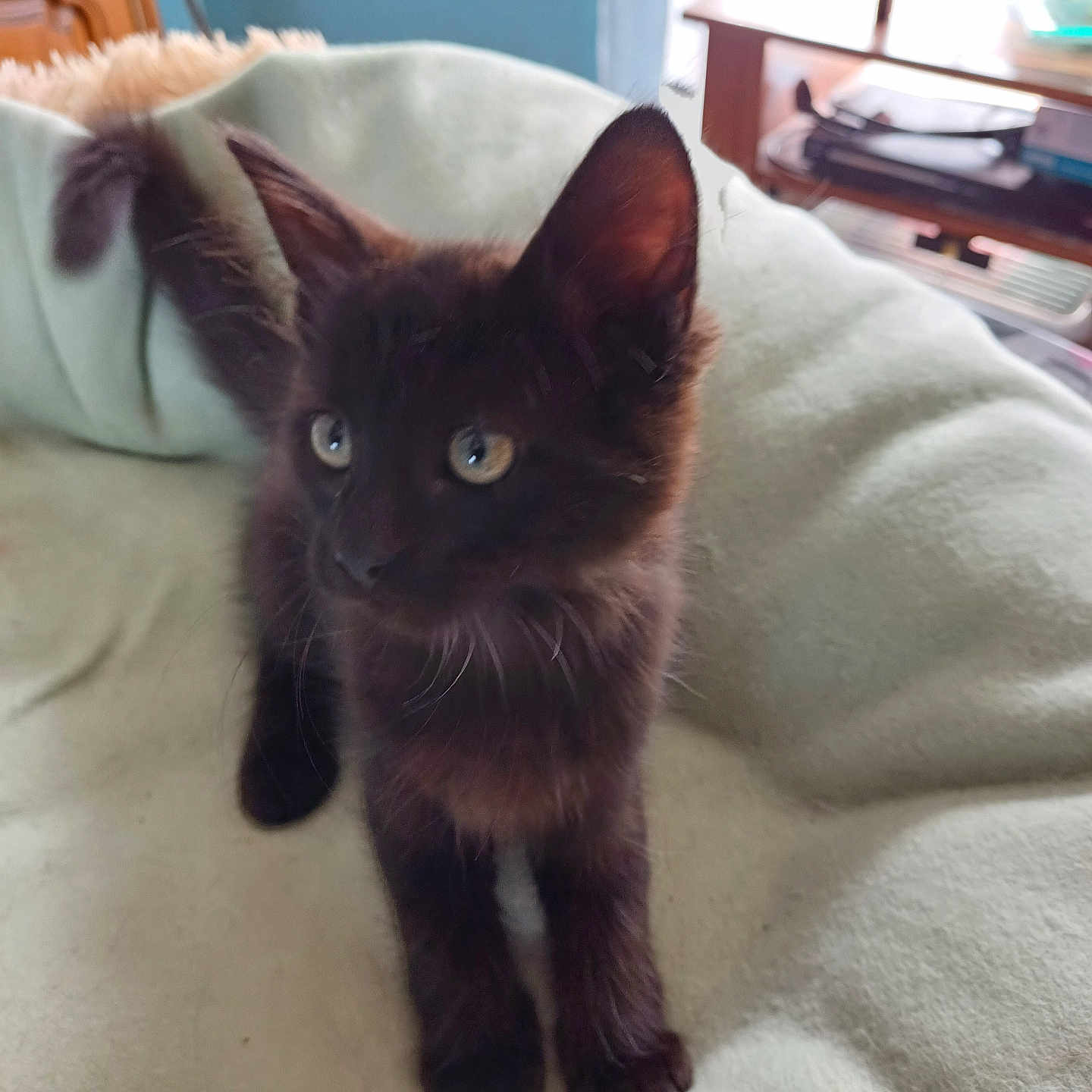 Abby a rejoint le concours — aidez-le/la à gagner de superbes lots ! alert, animal, black_kitten, blanket, cat, cozy, curious, cute, ears, feline, fur, furniture, home, indoor, kitten, natural_light, paws, pet, soft, whiskers