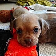 Jasper is registered to the contest to win money with this photo: puppy, dog, close_up, toy, orange, plush, cute, sleeping, bedroom, blanket, fur, pet, animal, indoor, young, resting, snout, ears, whiskers, nose